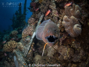 Moray Eel - Gymnothorax javanicus
Fishing hook caught in... by Christian Llewellyn 